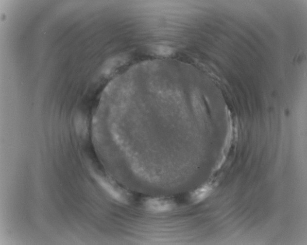 X0000081390568200701252107