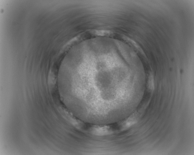 X0000081390569200701252107