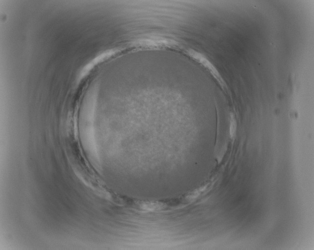 X0000081390579200701252106