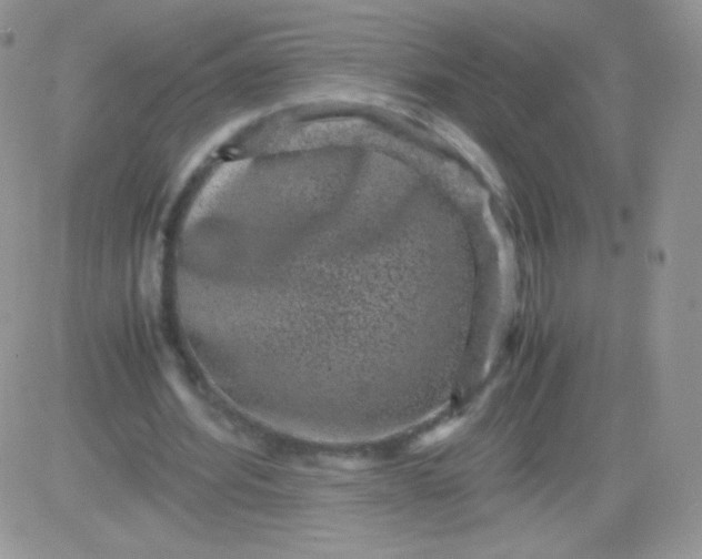 X0000081390580200701252106