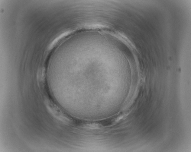 X0000081390583200701252106