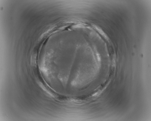 X0000081390585200701252106