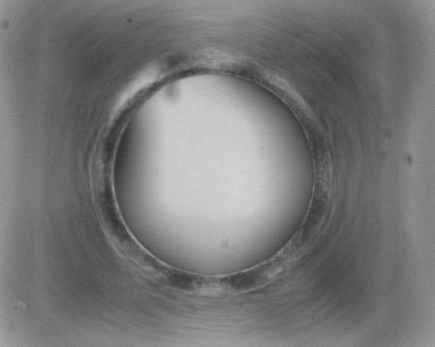 X0000081390587200701252106