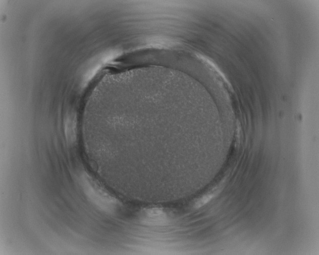 X0000081390588200701252106