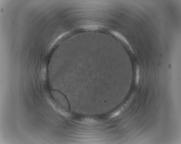 X0000081390596200701252106