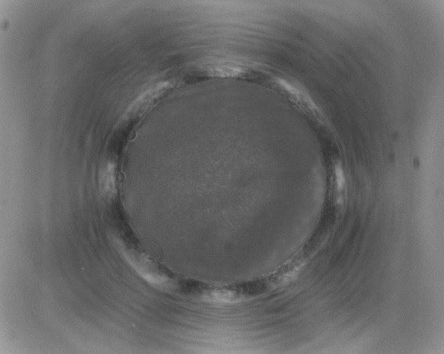 X0000081390598200701252106