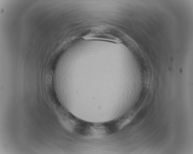 X0000081390603200701252106