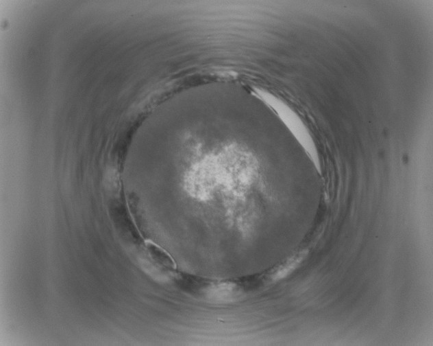 X0000081390609200701252106