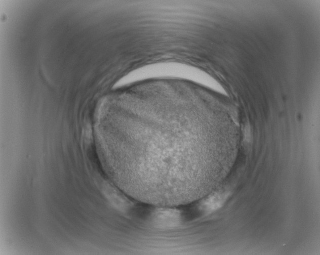 X0000081390617200701252106