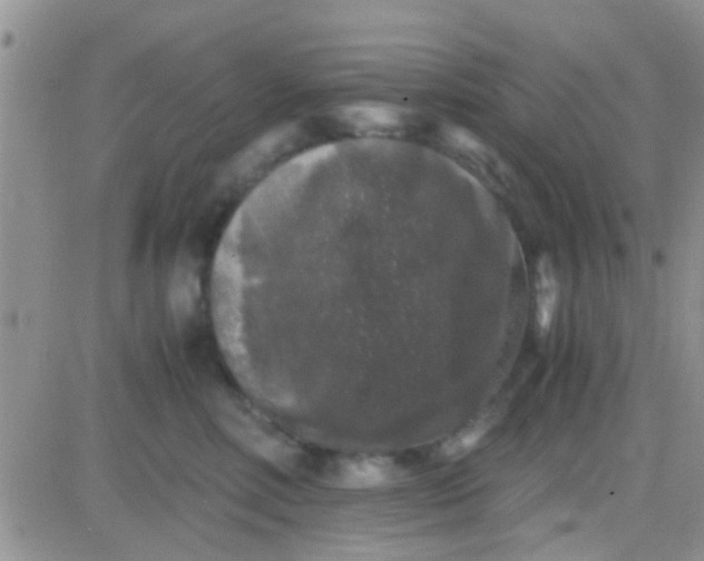 X0000081390618200701252106