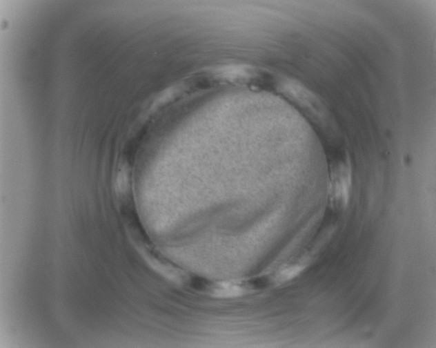 X0000081390623200701252106