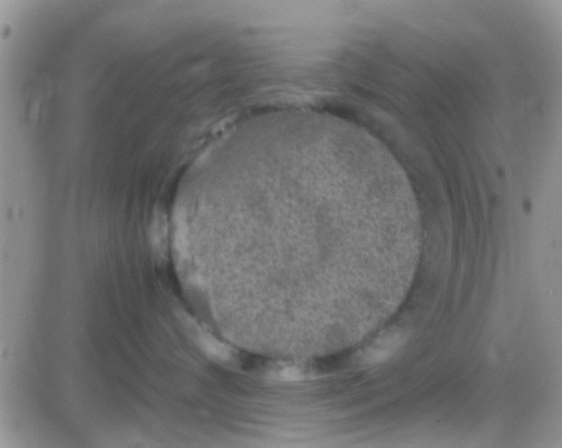 X0000081390624200701252106