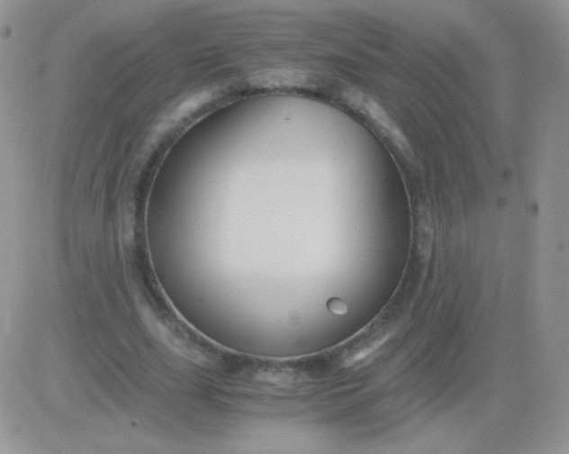 X0000081390631200701252105