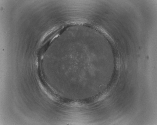 X0000081390634200701252105