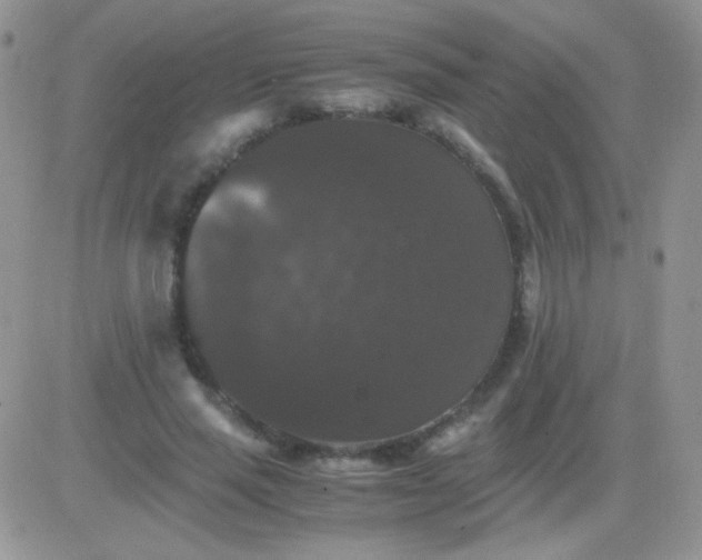 X0000081390637200701252105