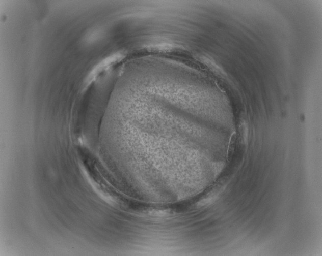 X0000081390638200701252105