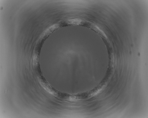 X0000081390641200701252105