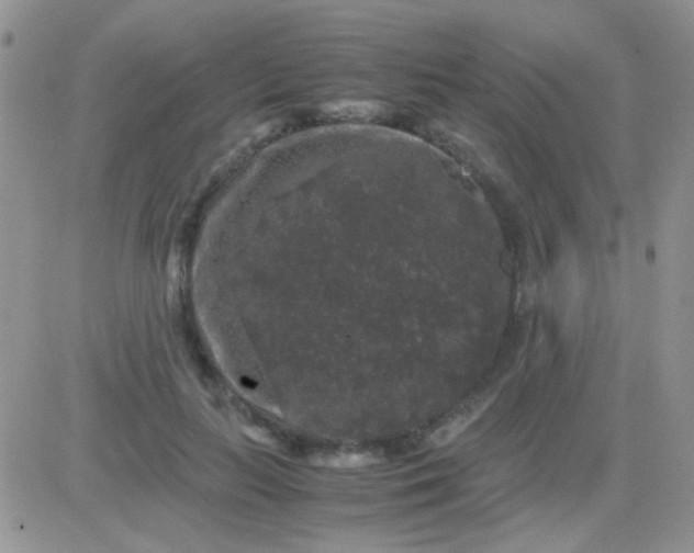 X0000081390647200701252105