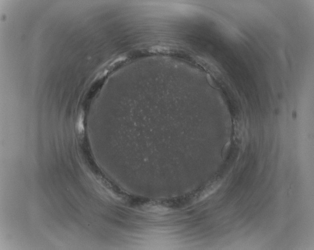 X0000081390648200701252105