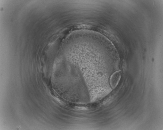 X0000081390649200701252105