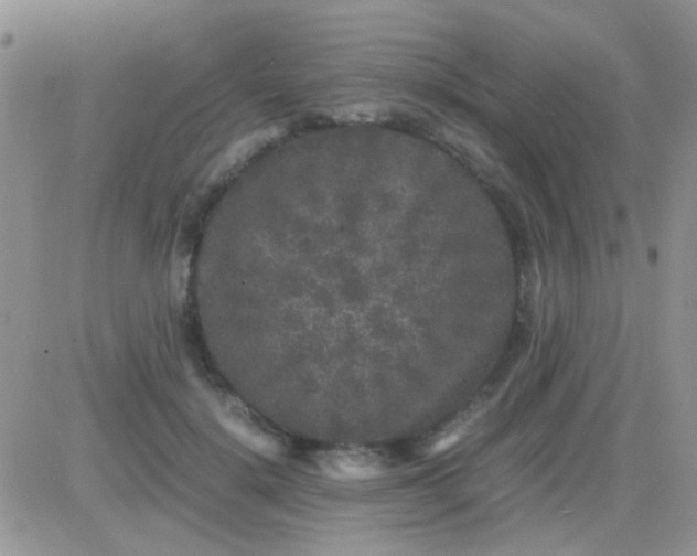 X0000081390652200701252105