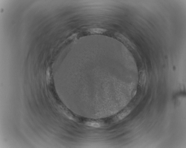 X0000081390655200701252105