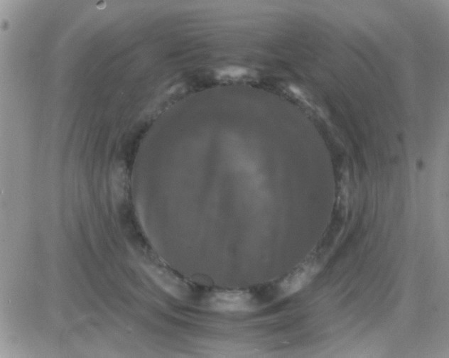 X0000081390659200701252105