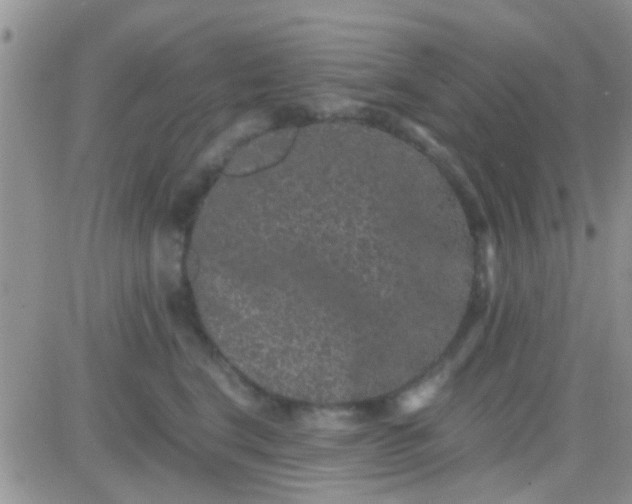 X0000081390664200701252106