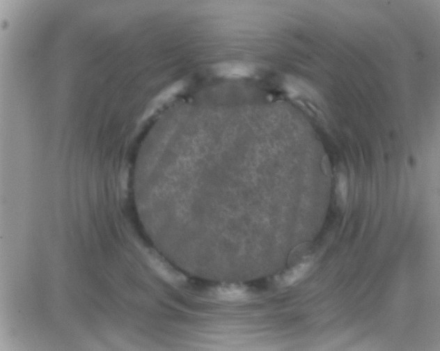 X0000081390668200701252106