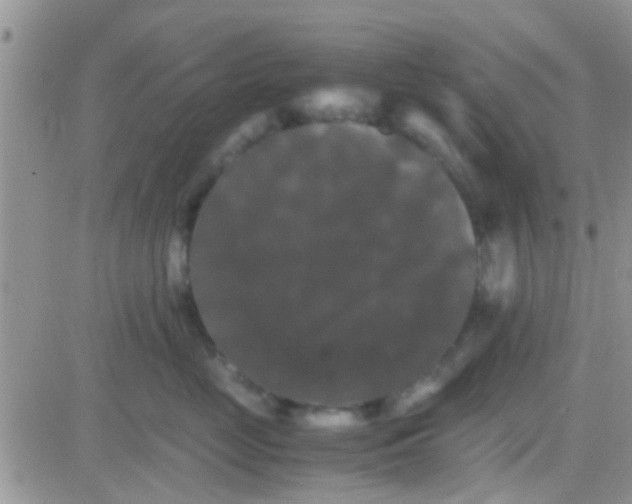 X0000081390669200701252106