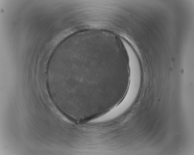 X0000081390673200701252105