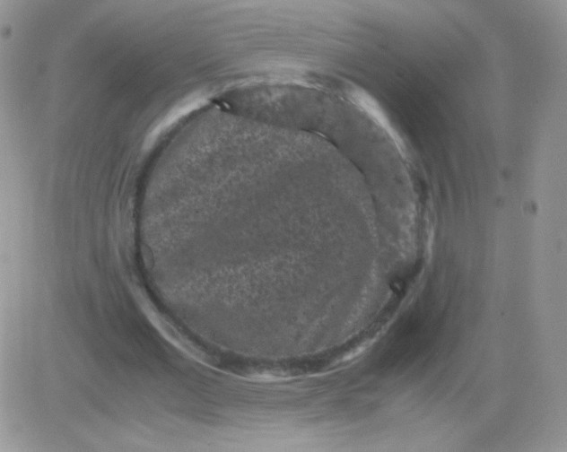 X0000081390677200701252105