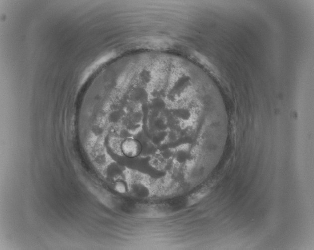 X0000081390679200701252105