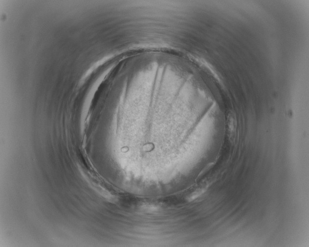 X0000081390684200701252105