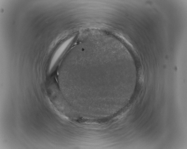 X0000081390685200701252105