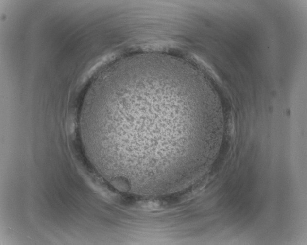 X0000081390687200701252105