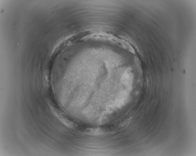 X0000081390688200701252105