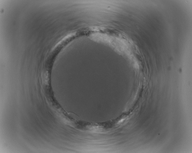 X0000081390689200701252105