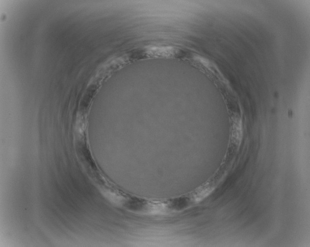 X0000081390701200701252104