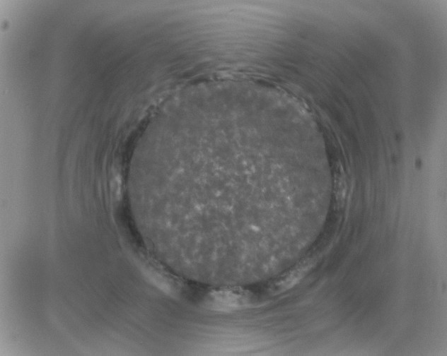 X0000081390703200701252104