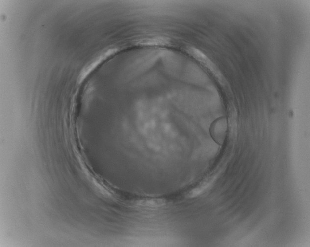 X0000081390721200701252103