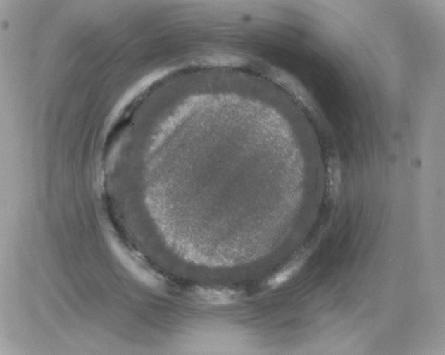 X0000081390726200701252103