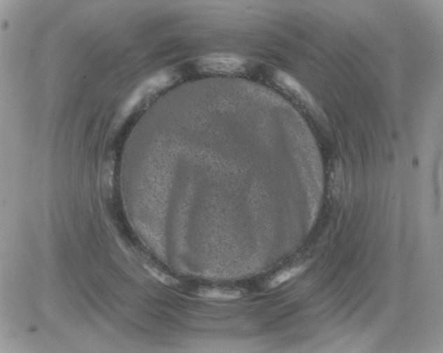 X0000081390739200701252104