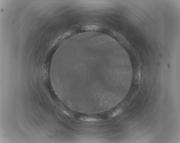 X0000081390743200701252104