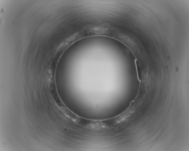 X0000081390752200701252104