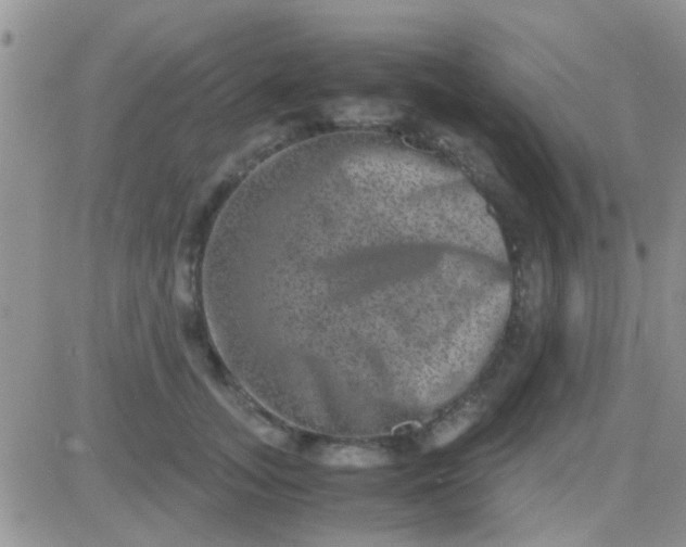 X0000081390755200701252104