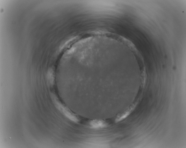 X0000081390762200701252104