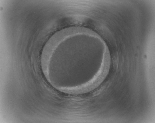 X0000081390769200701252103