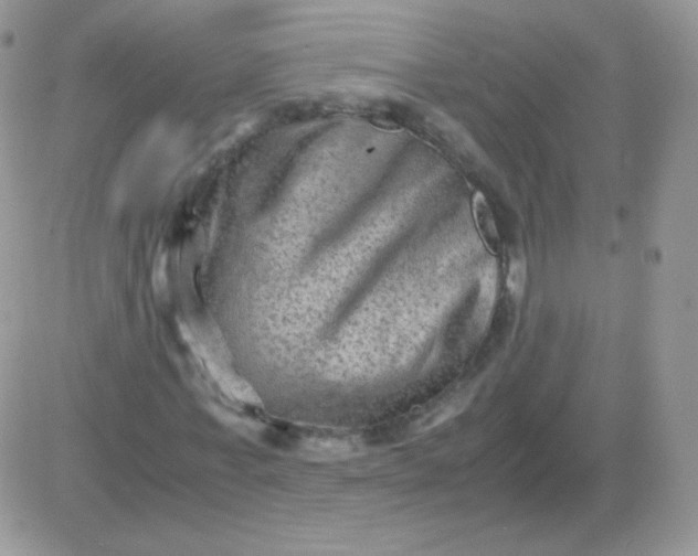 X0000081390771200701252103