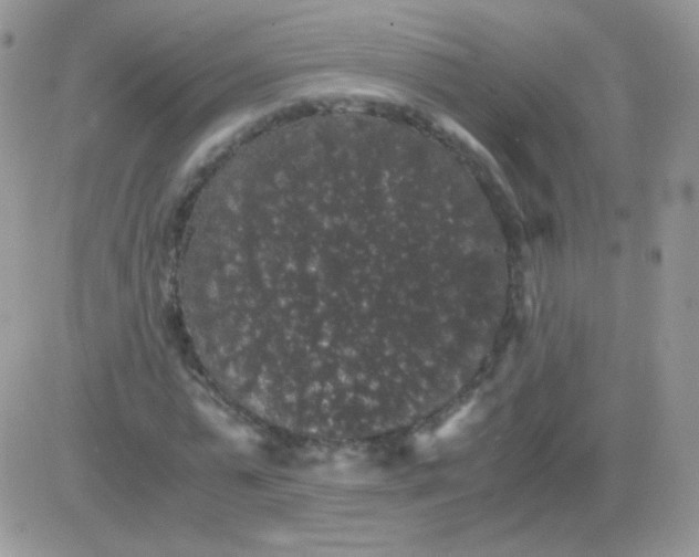 X0000081390775200701252103